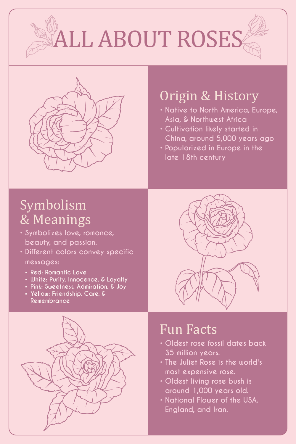 All About Roses: Origin & History, Symbolism & Meanings, Fun Facts