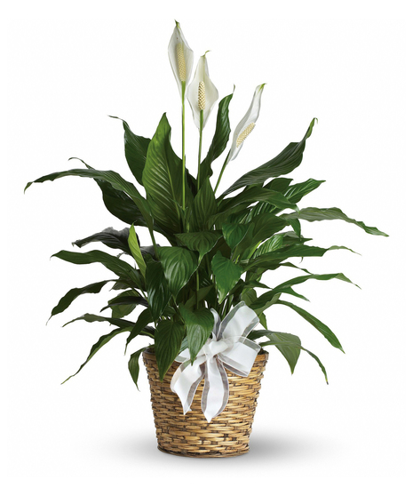 Peace Lily Plant