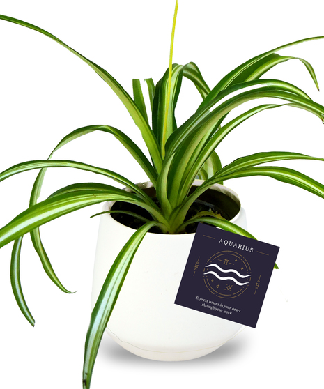 Aquarius Zodiac Plant