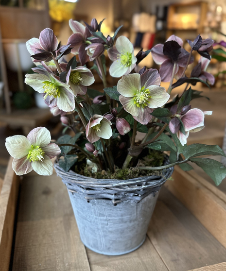 Hellebore Plant - Winter Hardy!