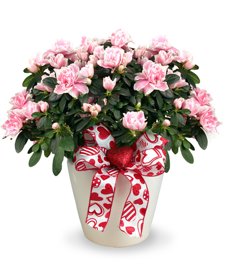 Valentine Azalea