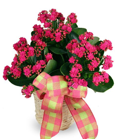 Pink kalanchoe plant presented in a charming basket container with a plaid bow