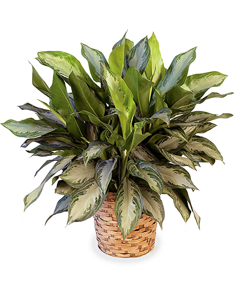 Silver Bay Aglaonema plant presented in a woven basket planter