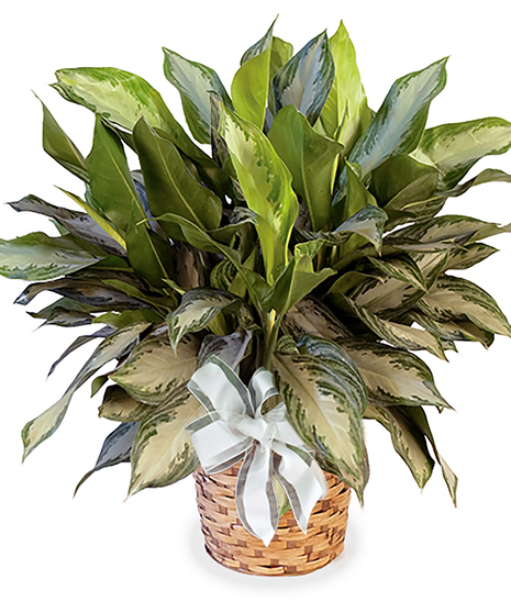 Silver Bay Aglaonema plant presented in a woven basket planter