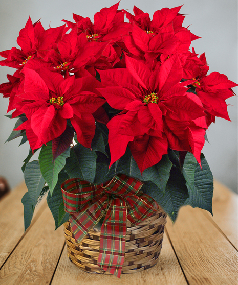 Red and White high quality Poinsettia