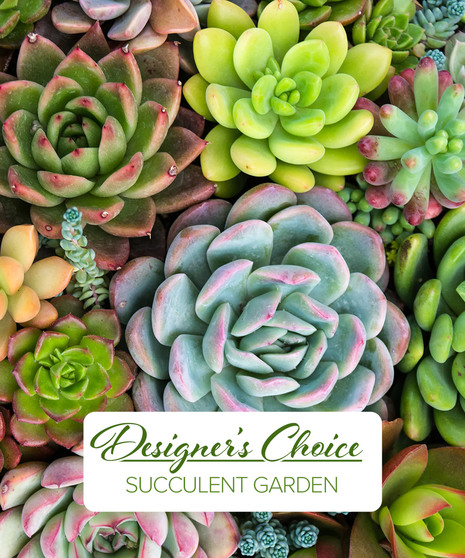 The garden features a variety of stunning succulent species arranged in an elegant display, adding texture and color to any space