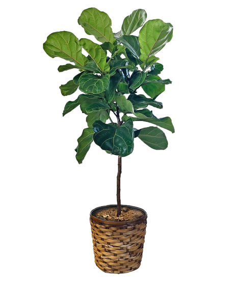 Fiddle Leaf Fig