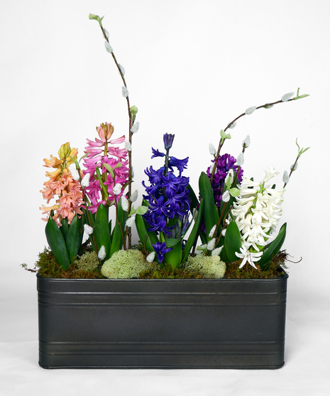 Blooming Hyacinth Window Box