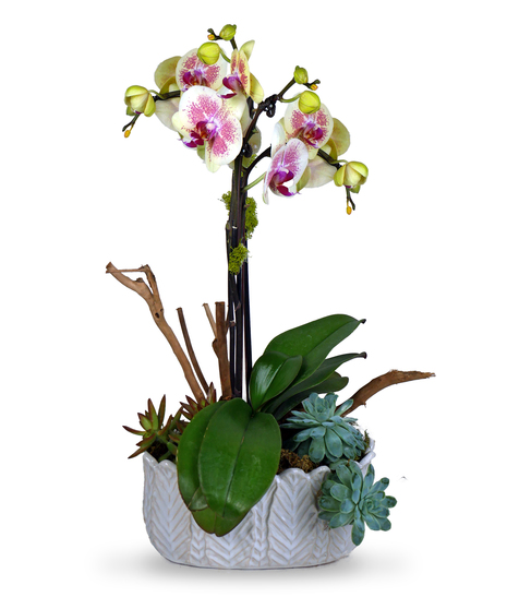 A premium arrangement featuring a vibrant purple phalaenopsis orchid with cascading blooms, surrounded by lush succulents in a textured white ceramic container.