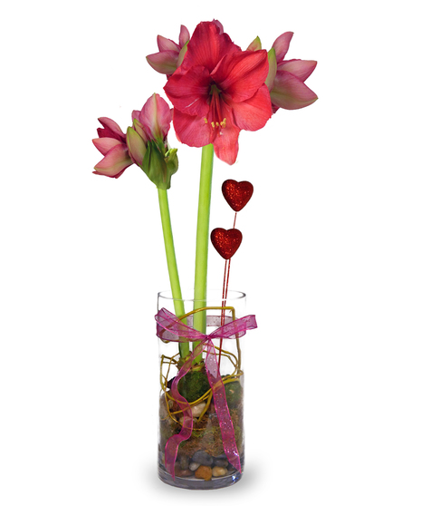 Premium Valentine Amaryllis