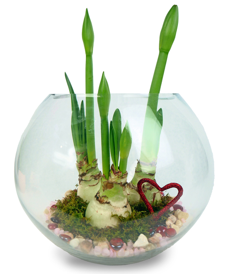 Triple Amaryllis Bubble Bowl