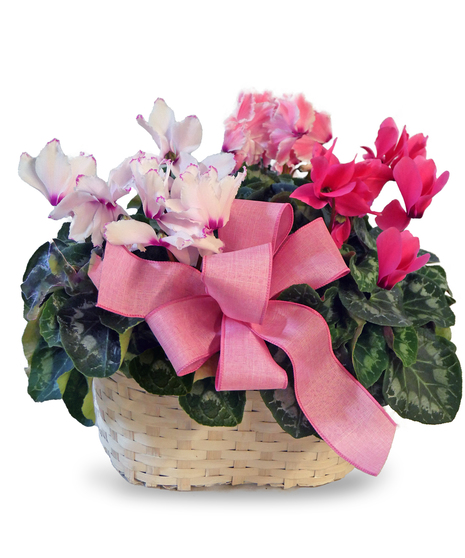 Triple Cyclamen