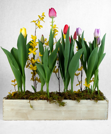 Tulip Window Box