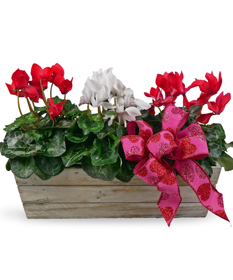 Valentine Cyclamen Box