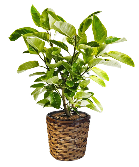 Ficus Audrey - 10